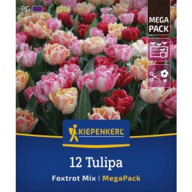 Tulipa 'Foxtrot Mix' - Hagyma