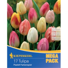 Tulipa 'Pastel Tulips' - Hagyma