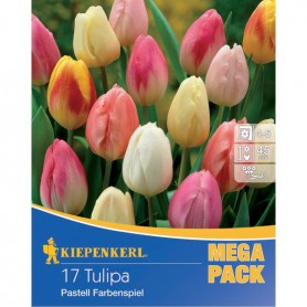 Tulipa 'Pastel Tulips' - Hagyma