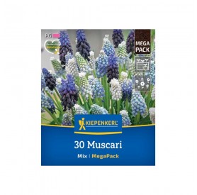 Muscari Mix - Hagyma