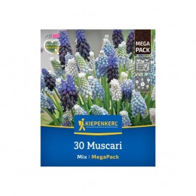 Muscari Mix - Hagyma