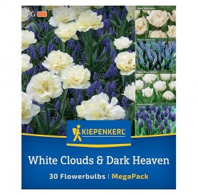 Tulipa 'White Cloud & Dark Heaven Mix' - Hagyma