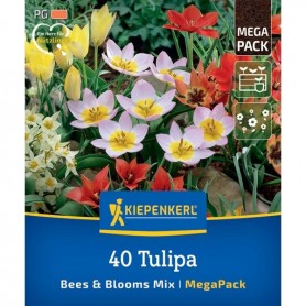 Tulipa 'Bees & Blooms Mix' - Hagyma