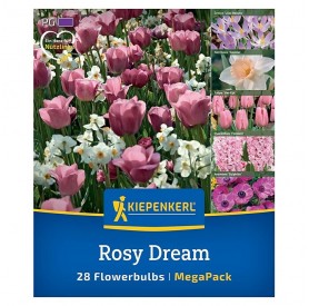 Tulipa 'Rosy Dream Mix' - Hagyma