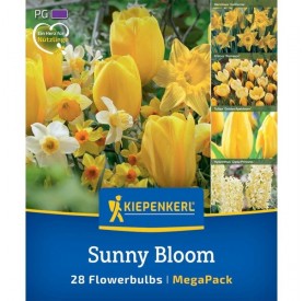 Tulipa 'Sunny Bloom Mix' - Hagyma