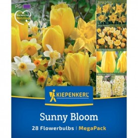 Tulipa 'Sunny Bloom Mix' - Hagyma