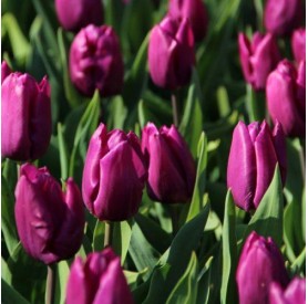 Tulipa 'Purple Prince' - Hagyma