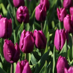 Tulipa 'Purple Prince' - Hagyma