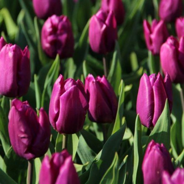 Tulipa 'Purple Prince' - Hagyma