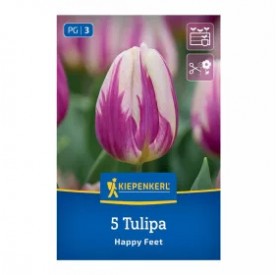 Tulipa 'Happy Feet' - Hagyma