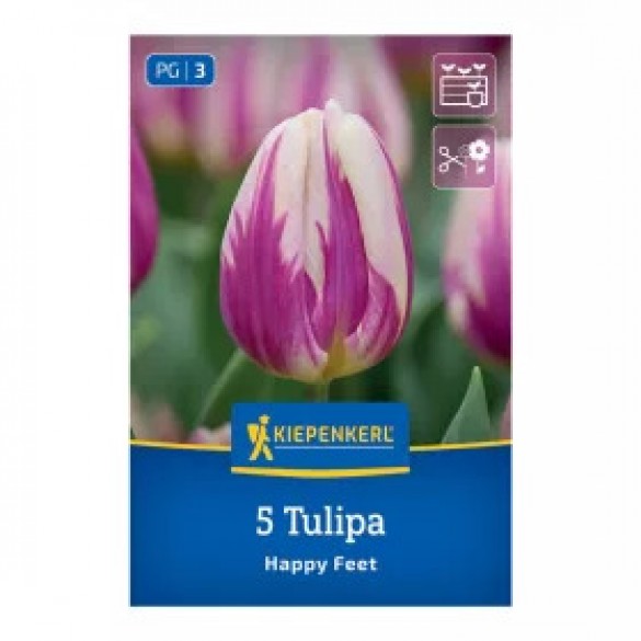 Tulipa 'Happy Feet' - Hagyma