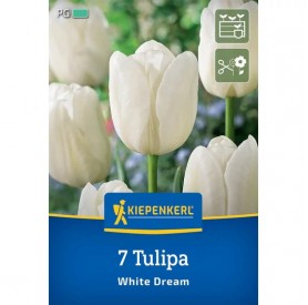 Tulipa 'White Dream' - Hagyma