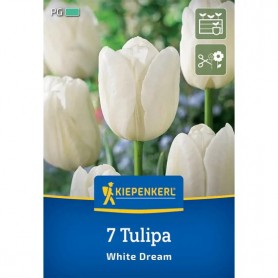 Tulipa 'White Dream' - Hagyma