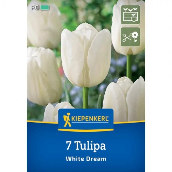 Tulipa 'White Dream' - Hagyma