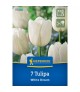 Tulipa 'White Dream' - Hagyma
