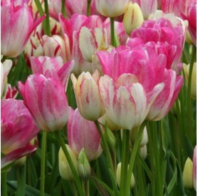 Tulipa 'Candy Club' - Hagyma