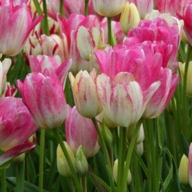 Tulipa 'Candy Club' - Hagyma