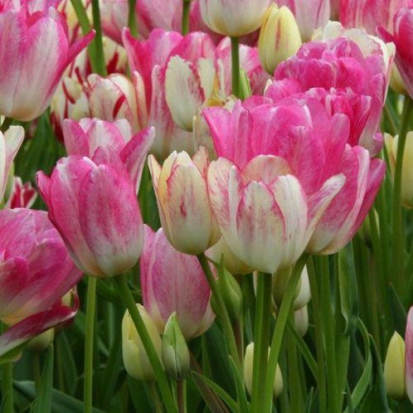Tulipa 'Candy Club' - Hagyma