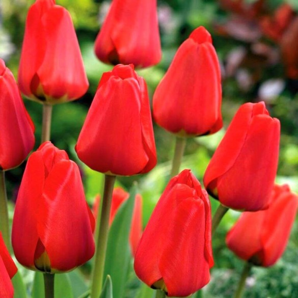 Tulipa 'Apeldoorn' - Hagyma