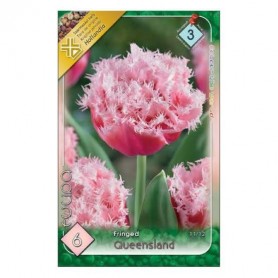 Tulipa 'Queensland' - Hagyma