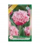 Tulipa 'Queensland' - Hagyma