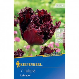 Tulipa 'Labrador' - Hagyma