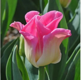 Tulipa 'Crown of Dynasty' - Hagyma