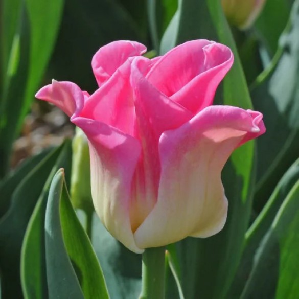 Tulipa 'Crown of Dynasty' - Hagyma