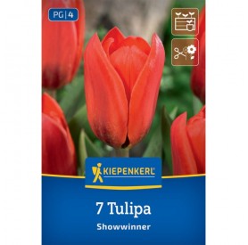 Tulipa 'Showwinner' - Hagyma