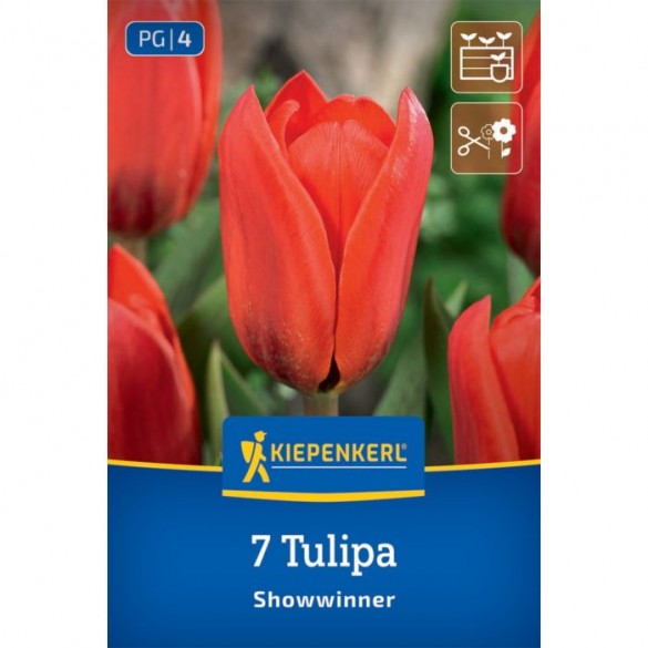 Tulipa 'Showwinner' - Hagyma