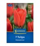 Tulipa 'Showwinner' - Hagyma
