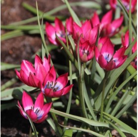 Tulipa 'Little Beauty' - Hagyma