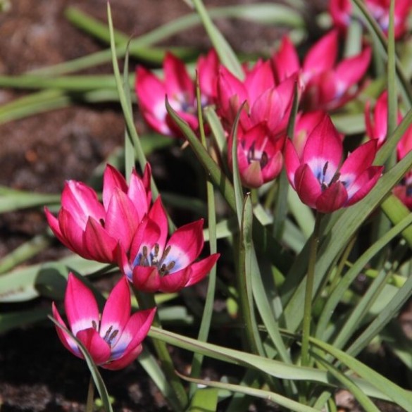 Tulipa 'Little Beauty' - Hagyma