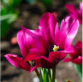 Tulipa 'Night Club' - Hagyma