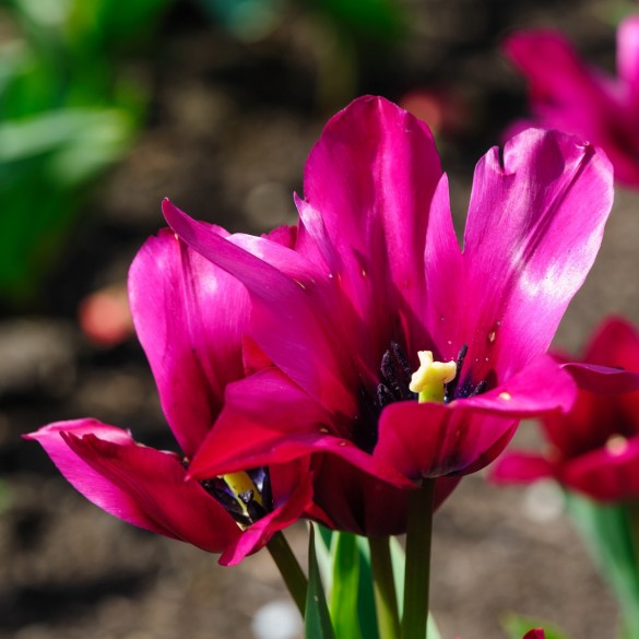 Tulipa 'Night Club' - Hagyma