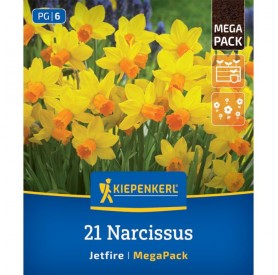 Narcissus 'Jetfire' - Hagyma