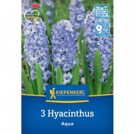 Hyacinthus 'Aqua' - Hagyma
