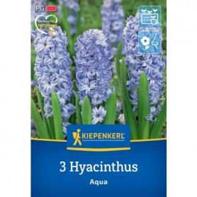 Hyacinthus 'Aqua' - Hagyma