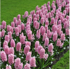 Hyacinthus 'Fondant' - Hagyma