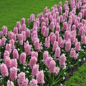 Hyacinthus 'Fondant' - Hagyma