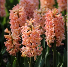 Hyacinthus 'Gipsy Queen' - Hagyma
