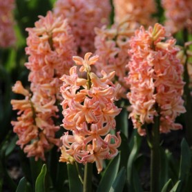 Hyacinthus 'Gipsy Queen' - Hagyma