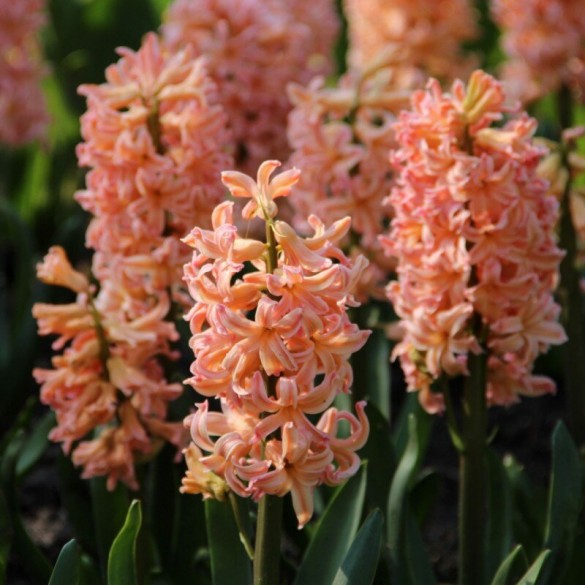 Hyacinthus 'Gipsy Queen' - Hagyma