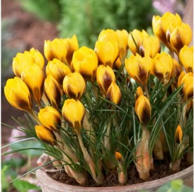 Crocus 'Goldilocks' - Hagyma