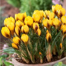 Crocus 'Goldilocks' - Hagyma