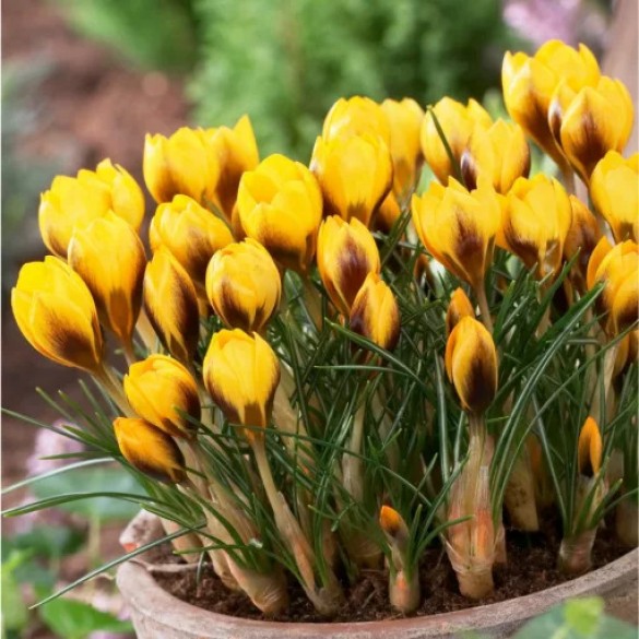 Crocus 'Goldilocks' - Hagyma