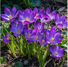 Crocus 'Ruby Giant' - Hagyma