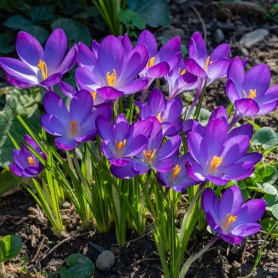 Crocus 'Ruby Giant' - Hagyma