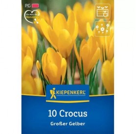 Crocus 'Großer Gelber' - Hagyma