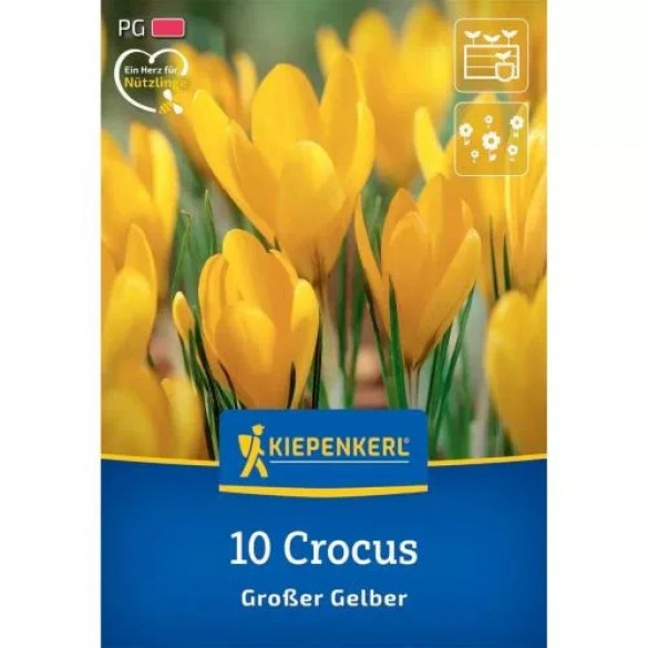 Crocus 'Großer Gelber' - Hagyma